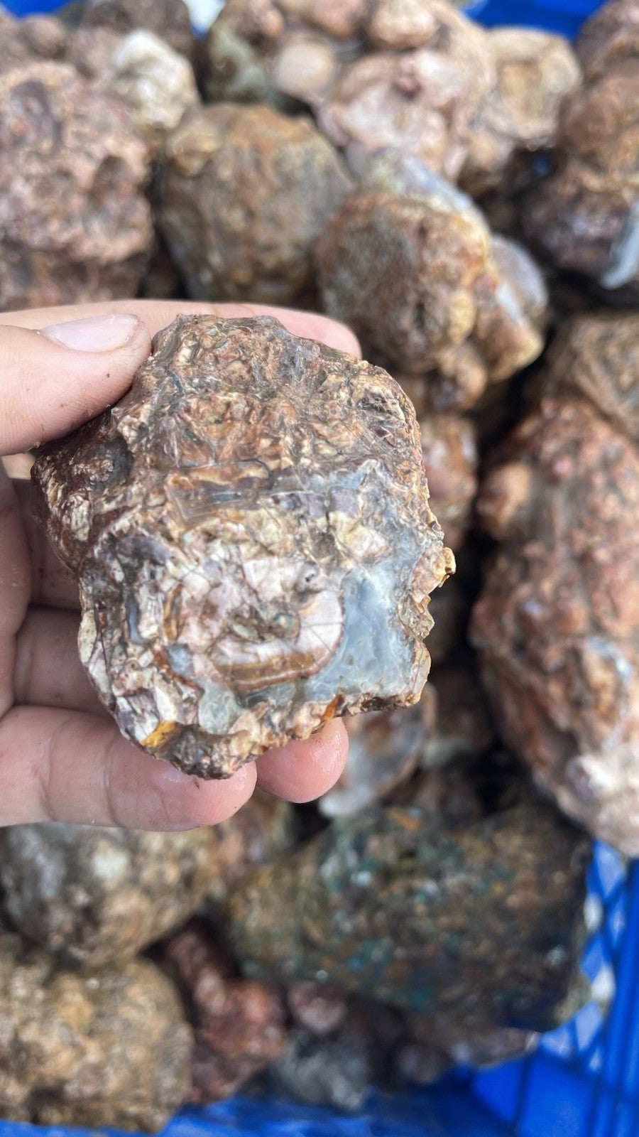 High Grade Uncut Cold Mountain Jasper Rough Zacatecas Mexico 5lbs Old Stock