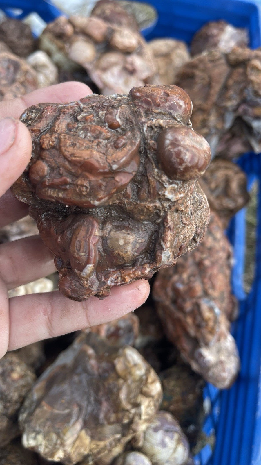 High Grade Uncut Cold Mountain Jasper Rough Zacatecas Mexico 5lbs Old Stock