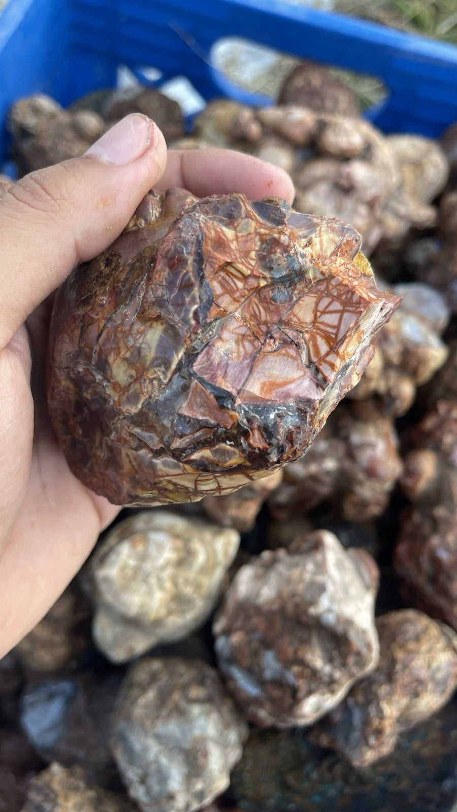 High Grade Uncut Cold Mountain Jasper Rough Zacatecas Mexico 5lbs Old Stock